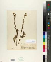 Horkelia cuneata subsp. puberula image