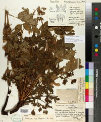 Horkelia californica subsp. frondosa image