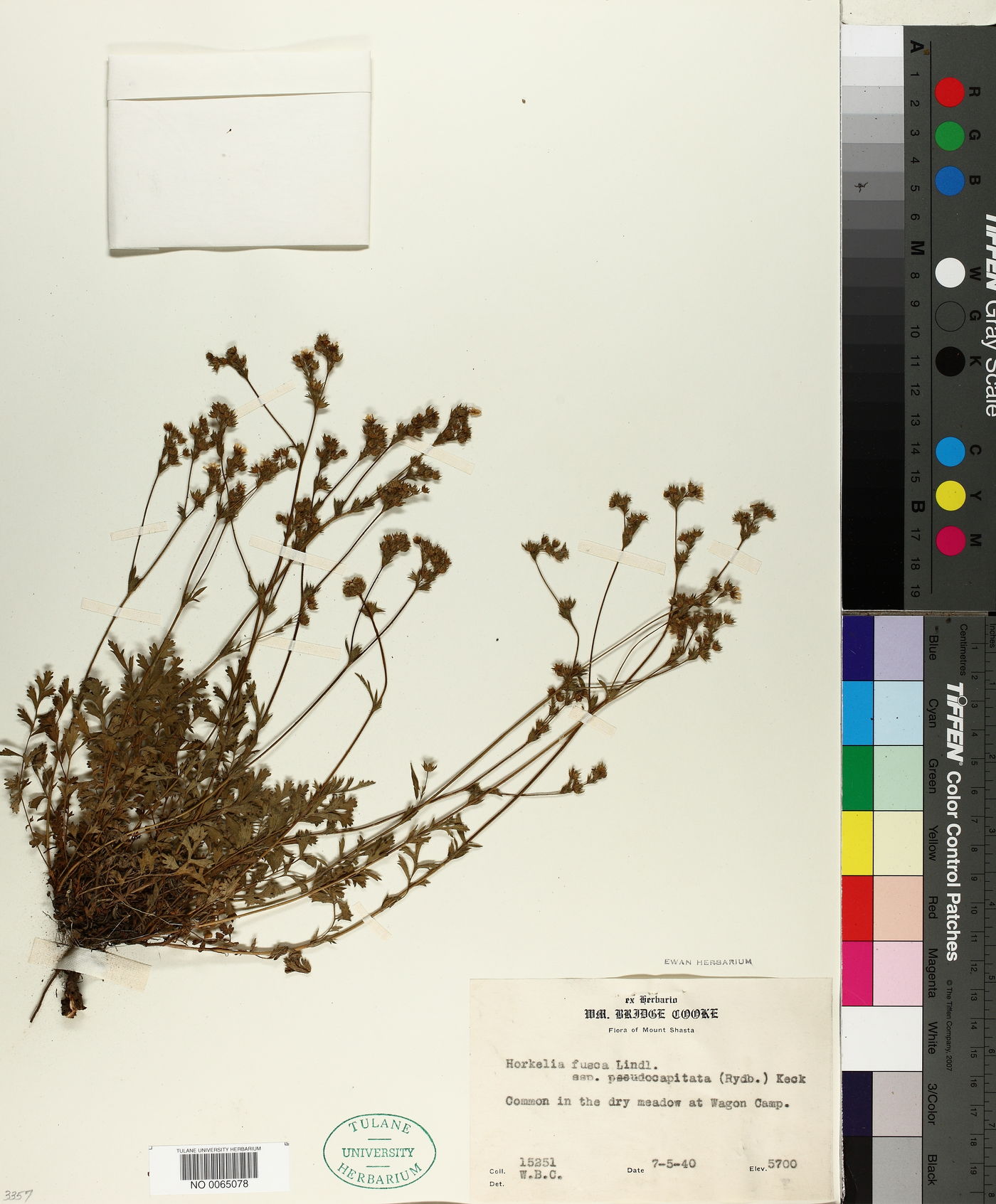 Horkelia fusca subsp. pseudocapitata image