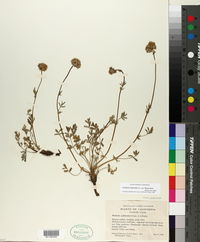 Horkelia tridentata subsp. flavescens image