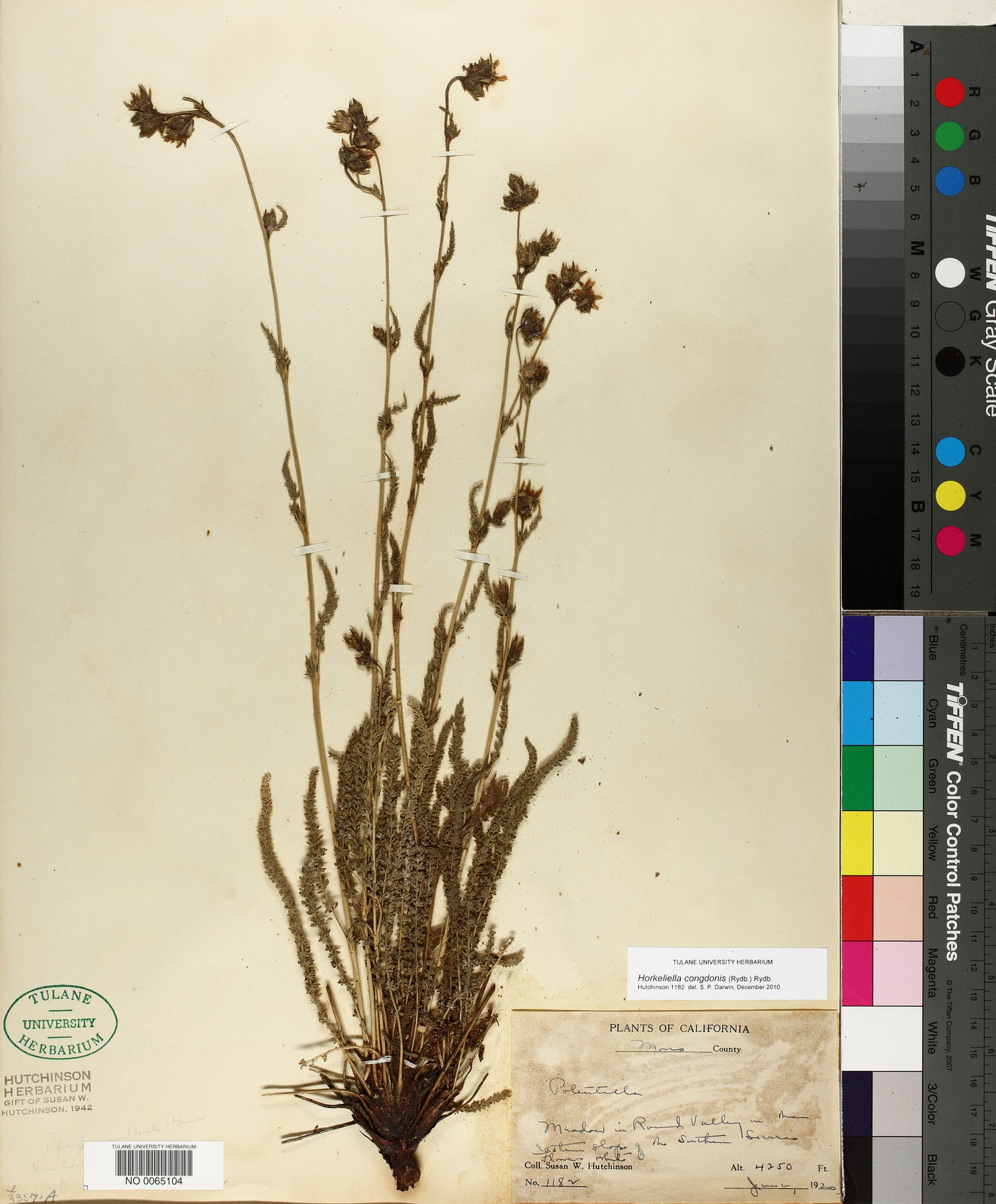 Horkeliella congdonis image