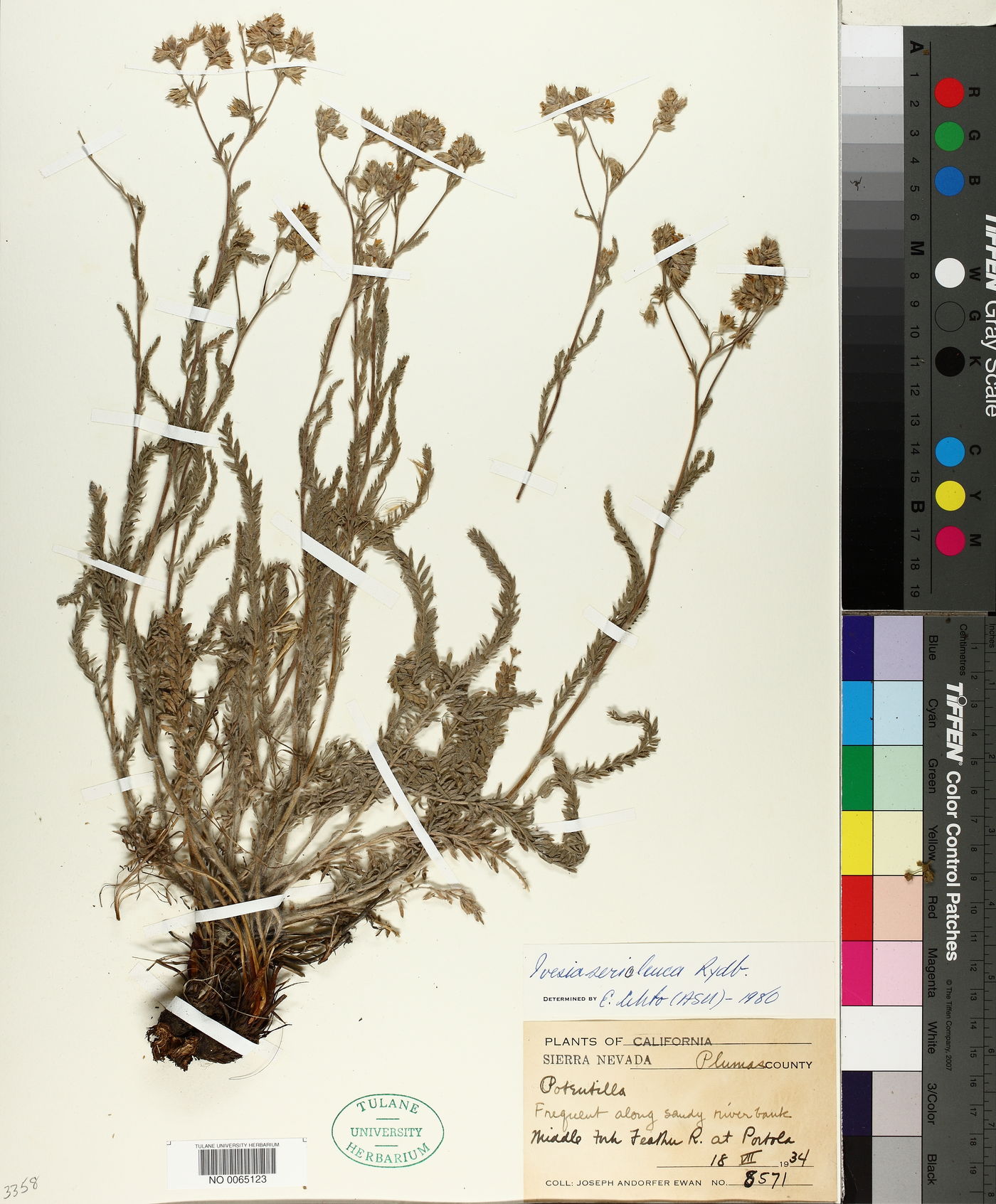 Ivesia sericoleuca image