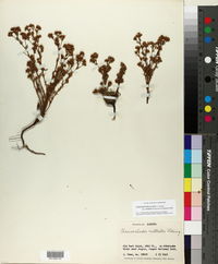 Chamaerhodos erecta subsp. nuttallii image