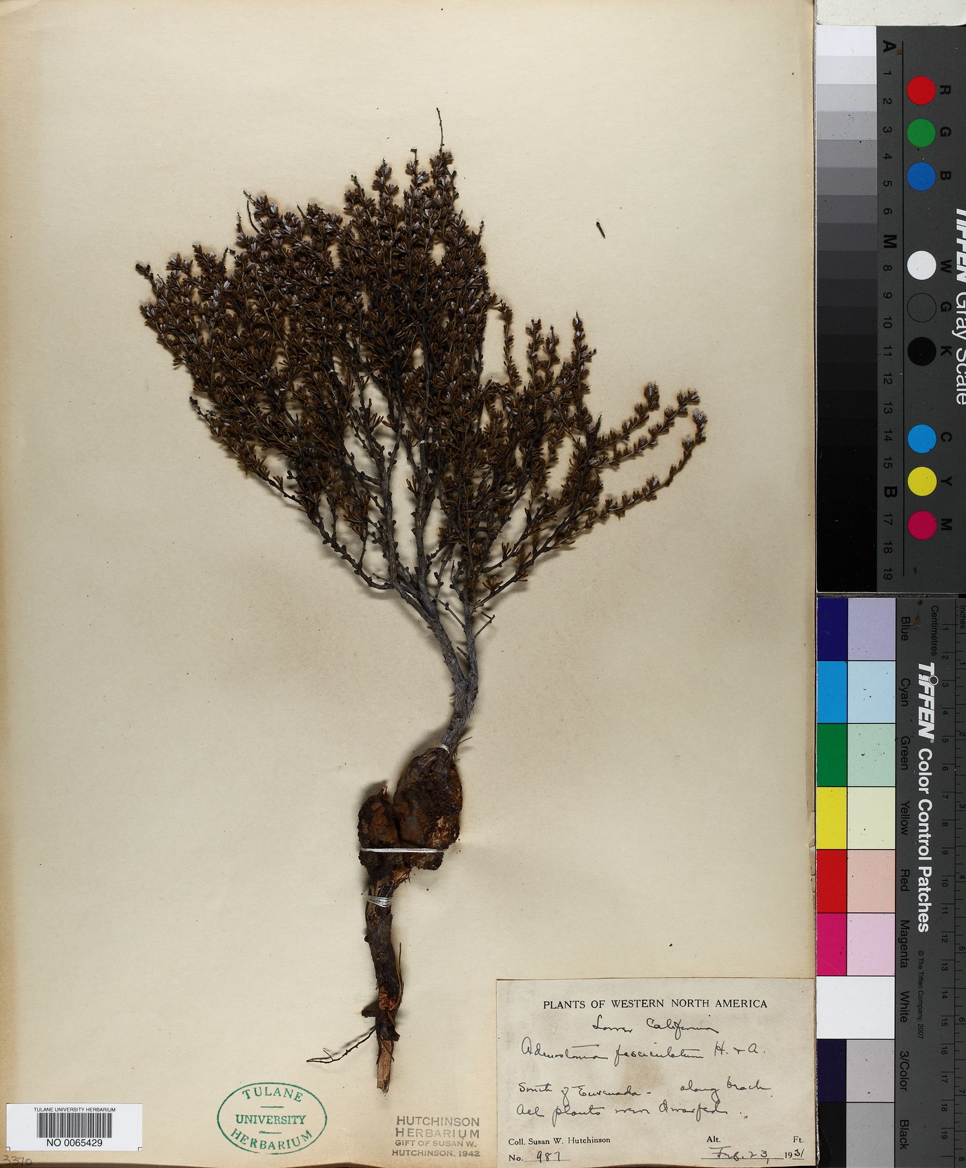 Adenostoma fasciculatum image