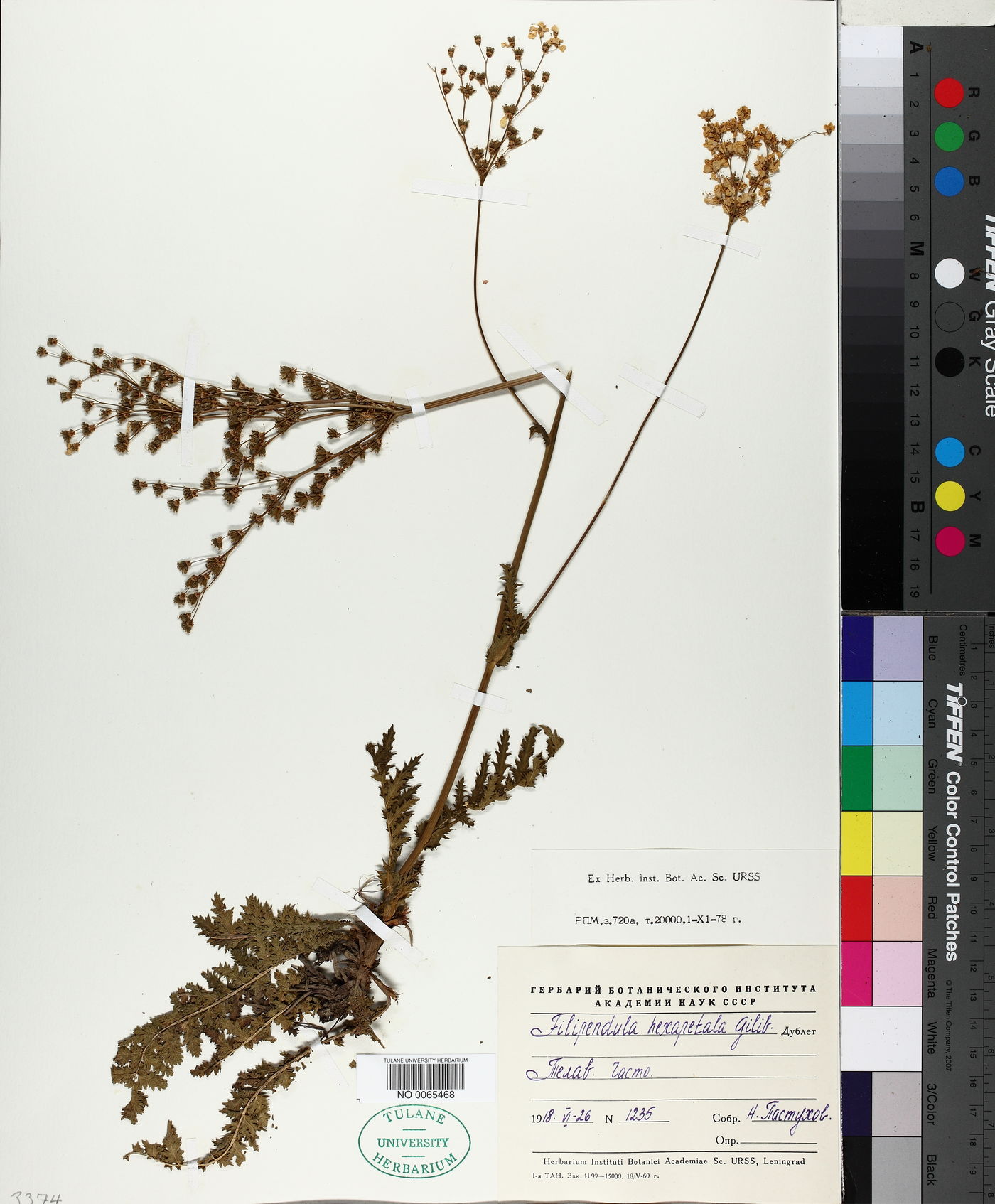 Filipendula hexapetala image
