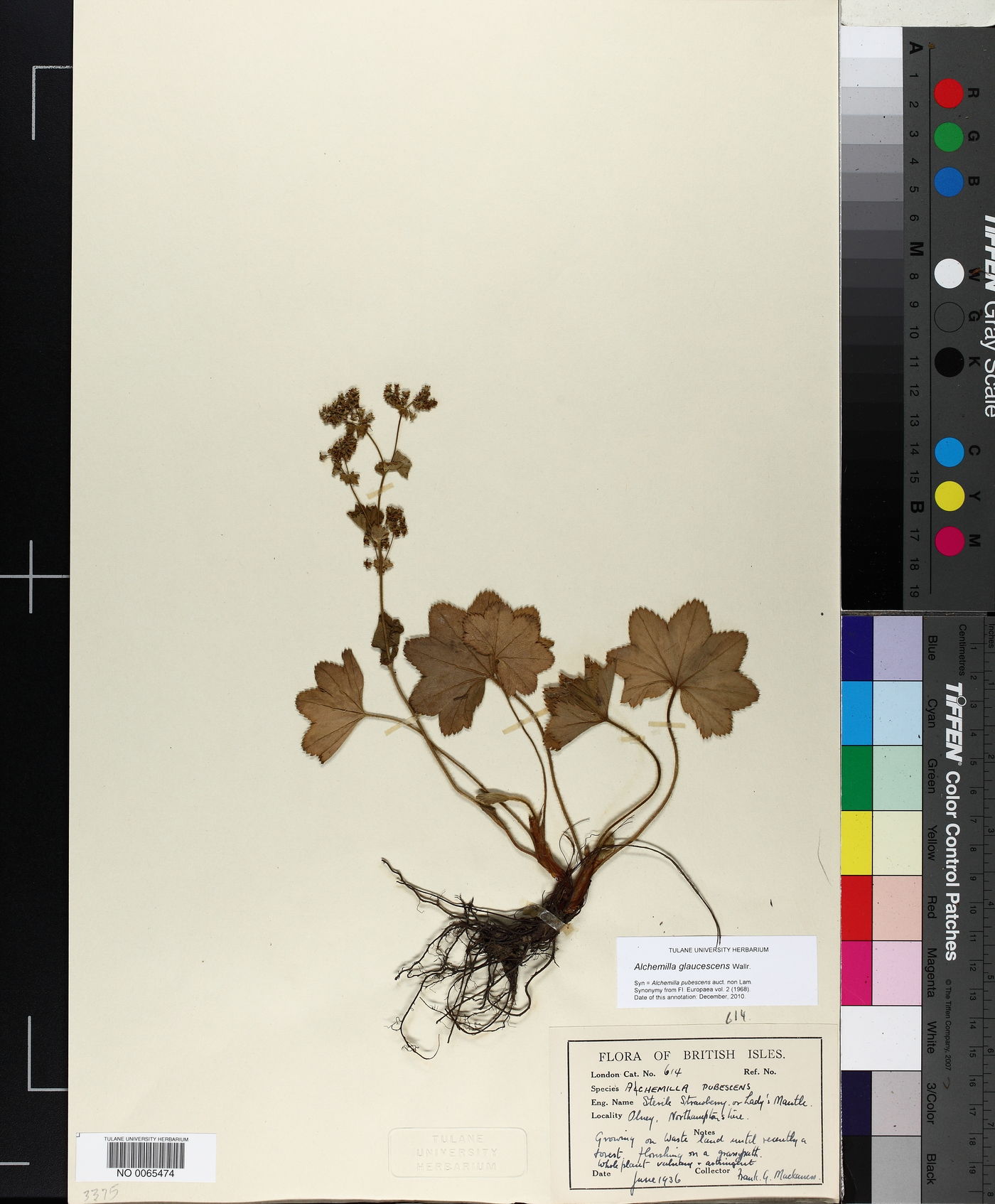 Alchemilla glaucescens image