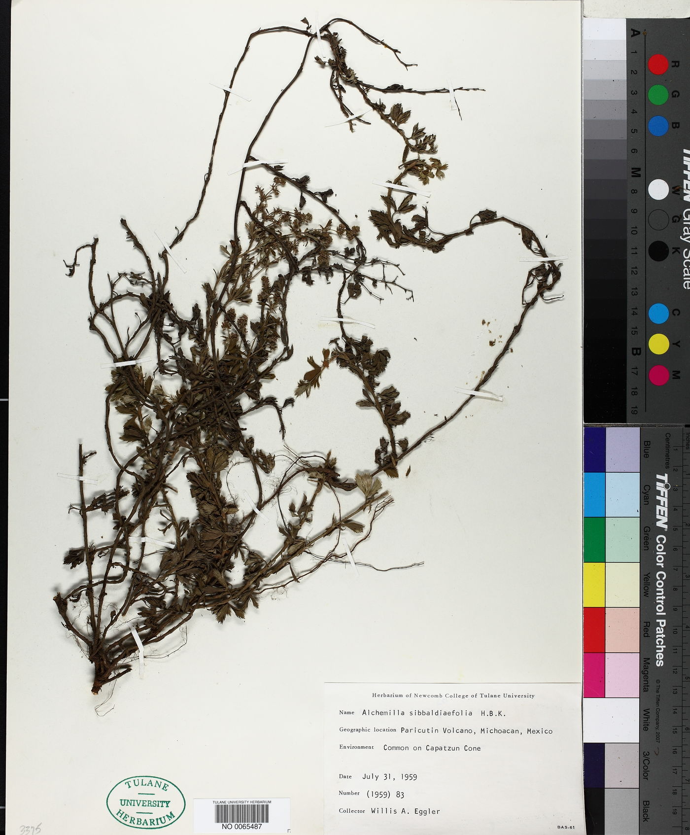 Alchemilla sibbaldiaefolia image