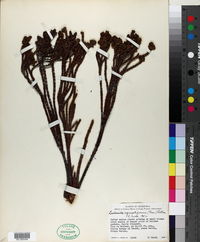 Image of Lachemilla equisetiformis