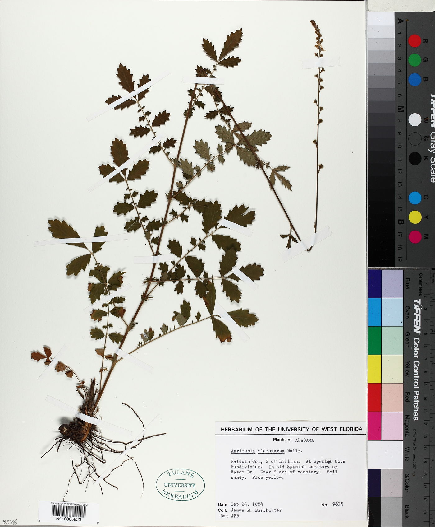Agrimonia microcarpa image