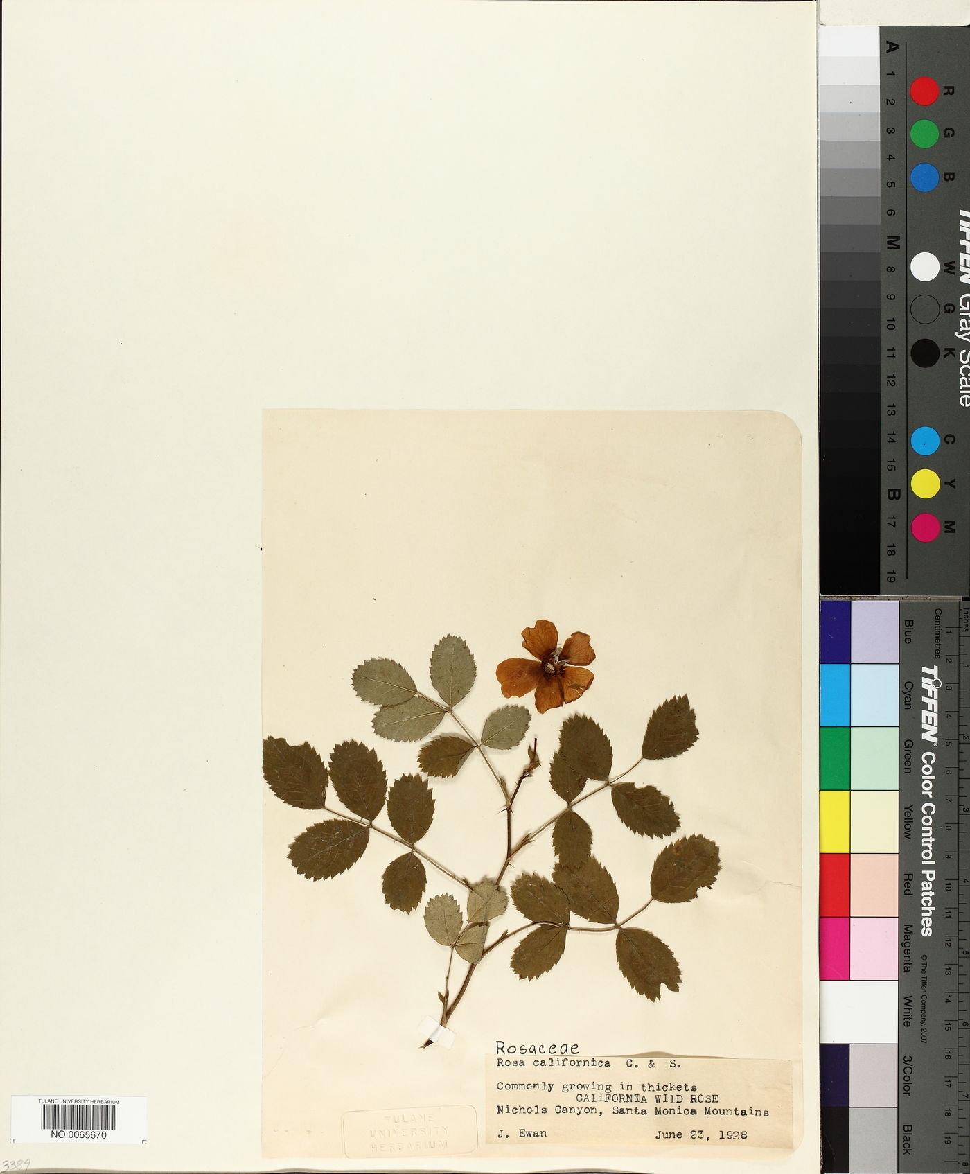 Rosa californica image