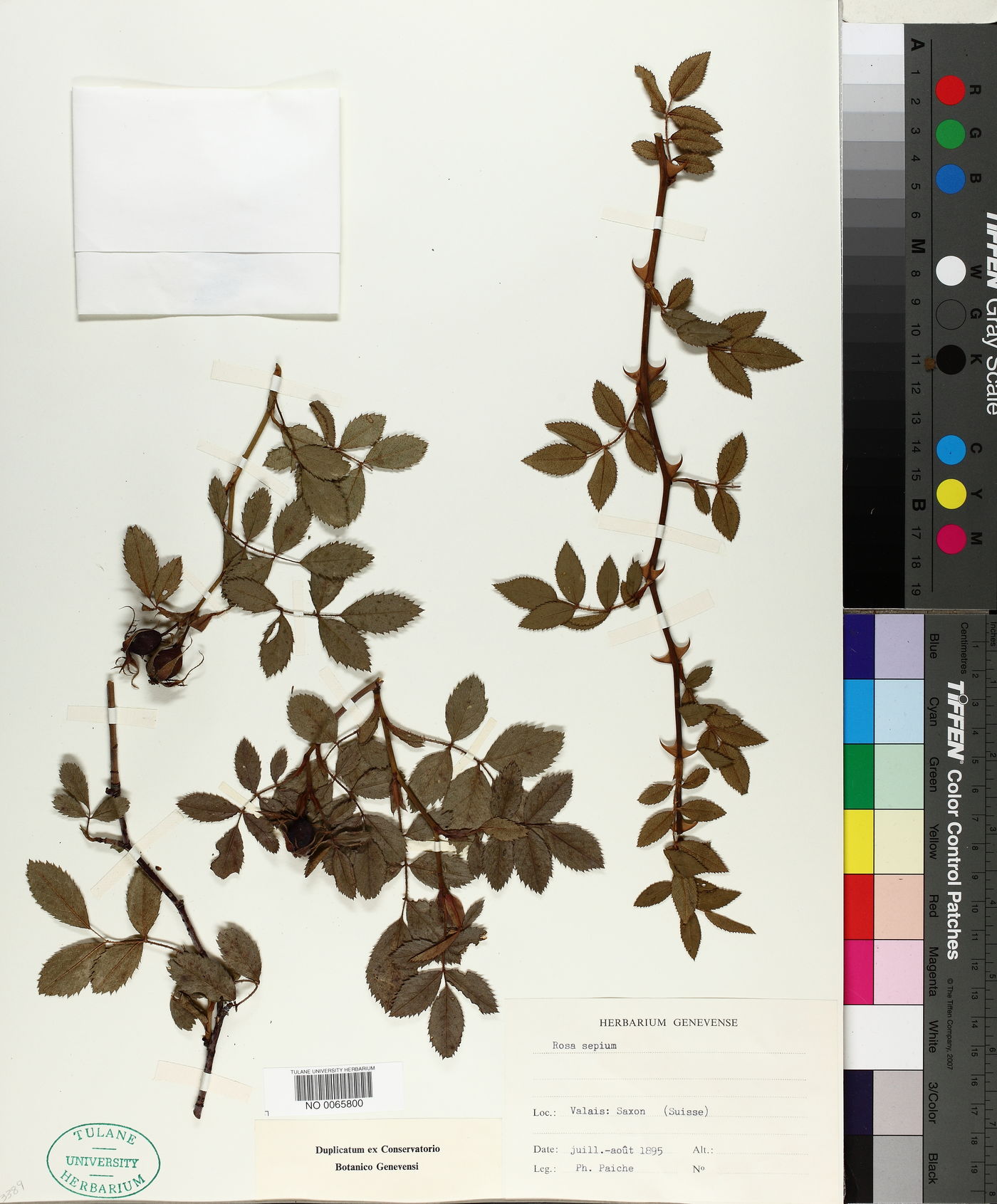 Rosa sepium image