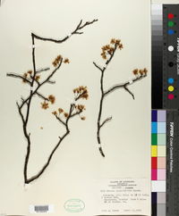 Prunus angustifolia image