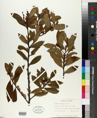 Prunus caroliniana image