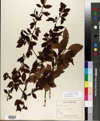 Prunus umbellata var. umbellata image