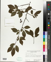 Prunus umbellata image