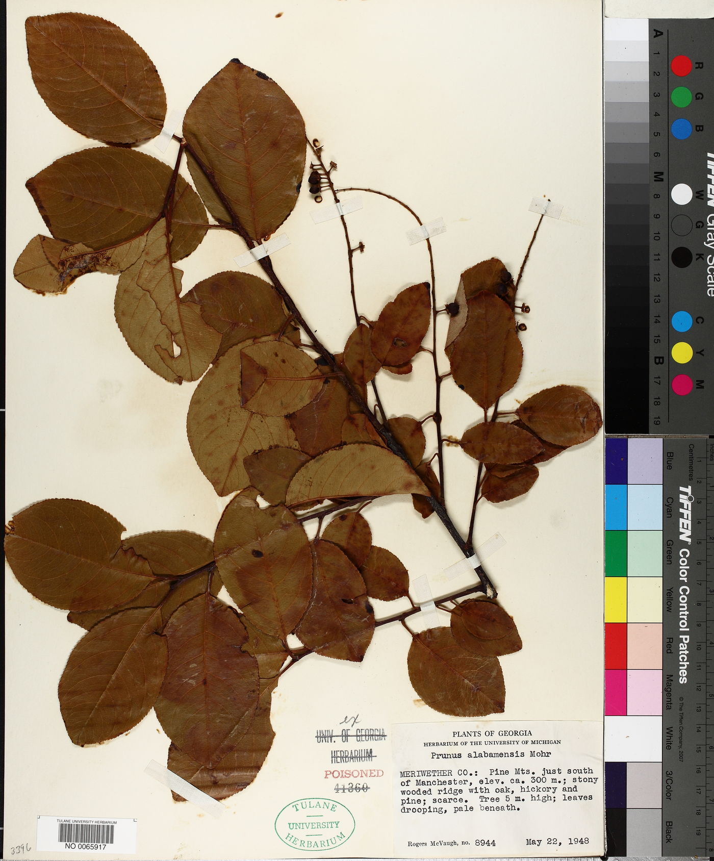 Prunus alabamensis image