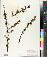 Prunus angustifolia image