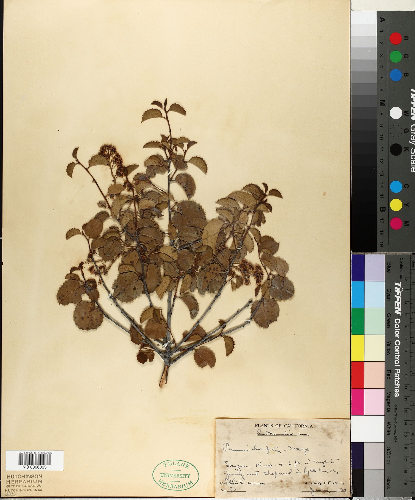Prunus ilicifolia image