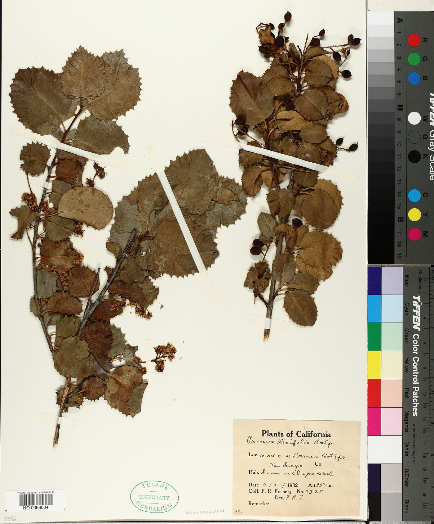 Prunus ilicifolia image