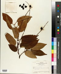 Prunus lusitanica image