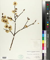 Image of Prunus humilis