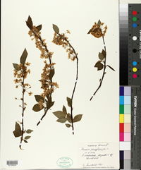 Prunus pensylvanica image