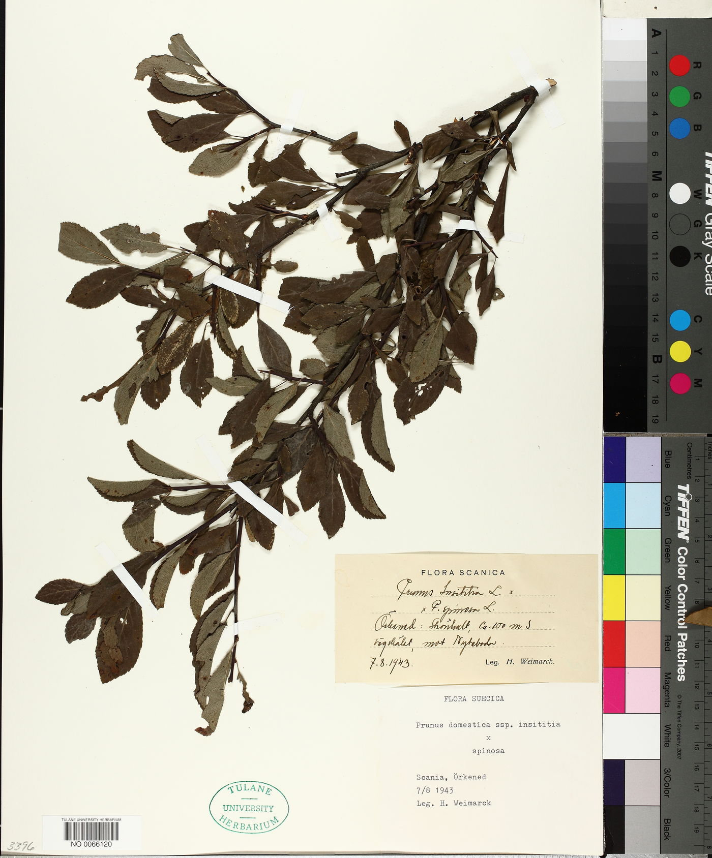 Prunus domestica subsp. insititia image