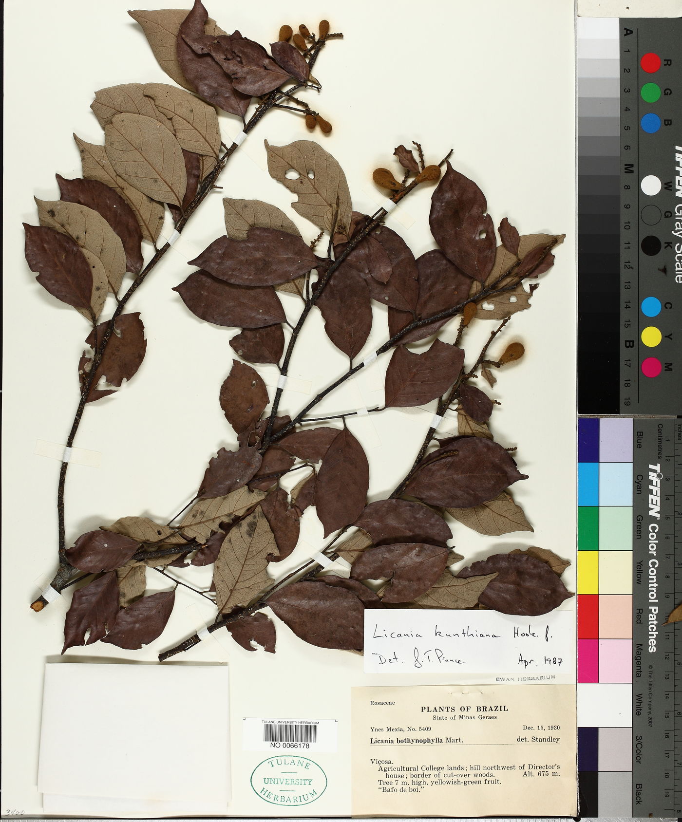 Licania kunthiana image