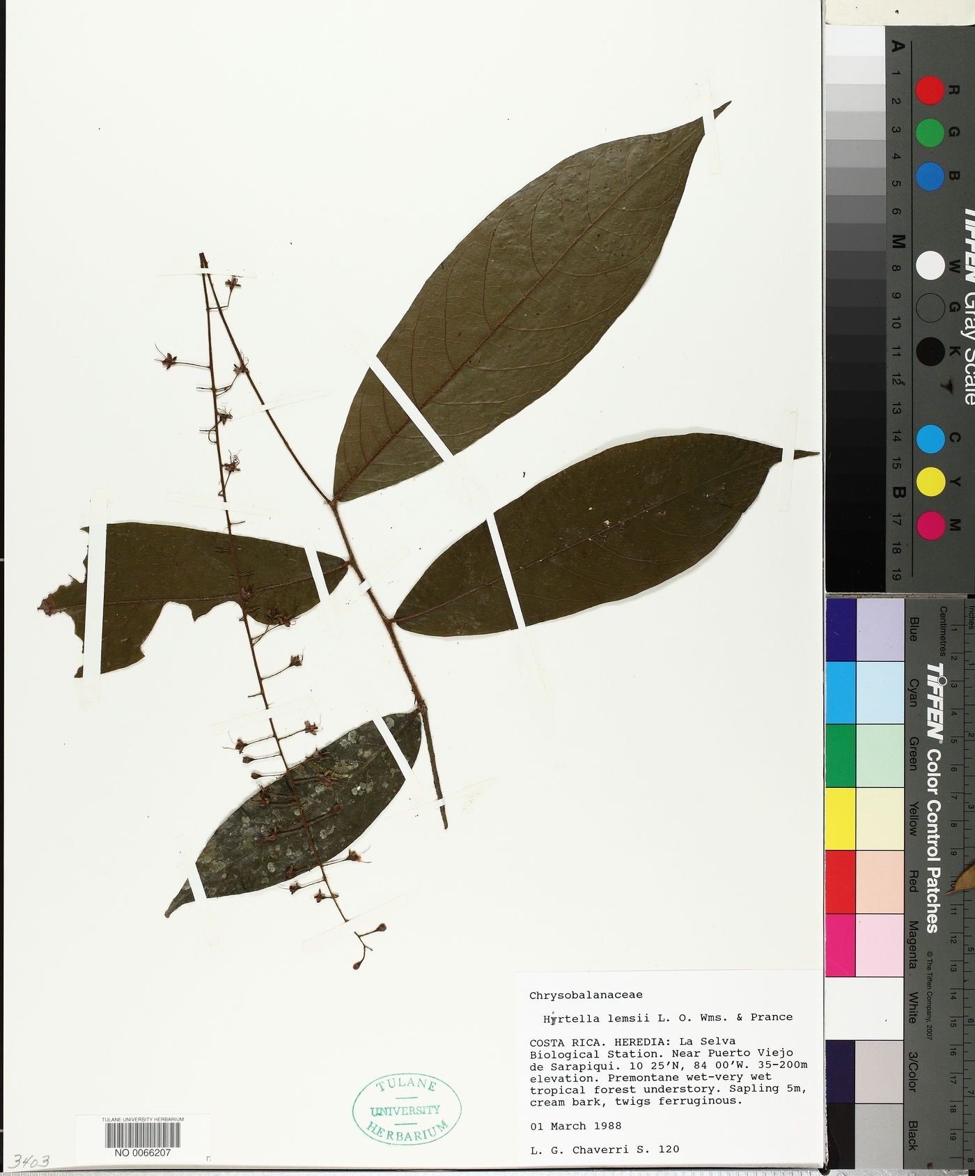 Hirtella lemsii image
