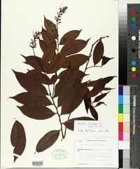 Hirtella triandra subsp. triandra image