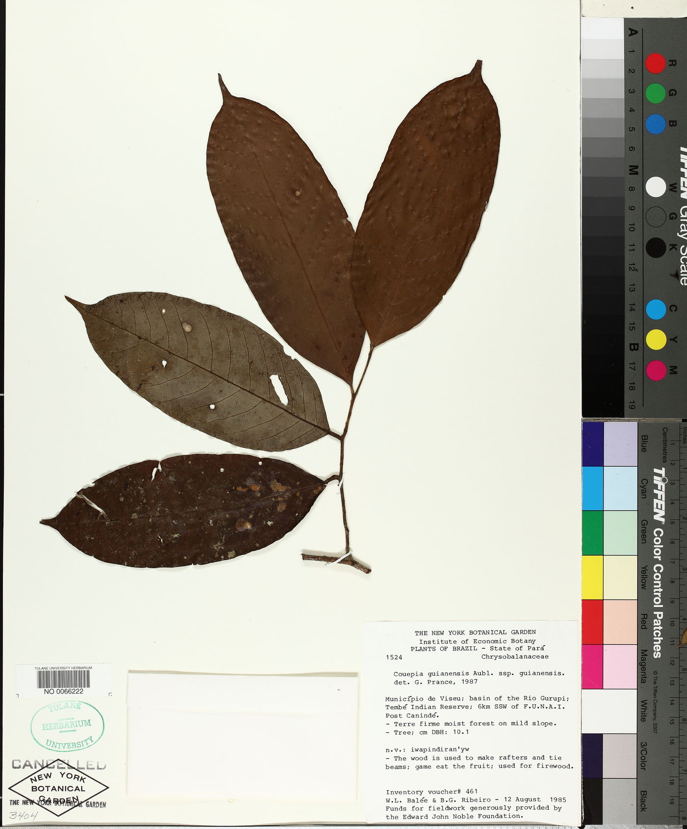 Couepia guianensis image