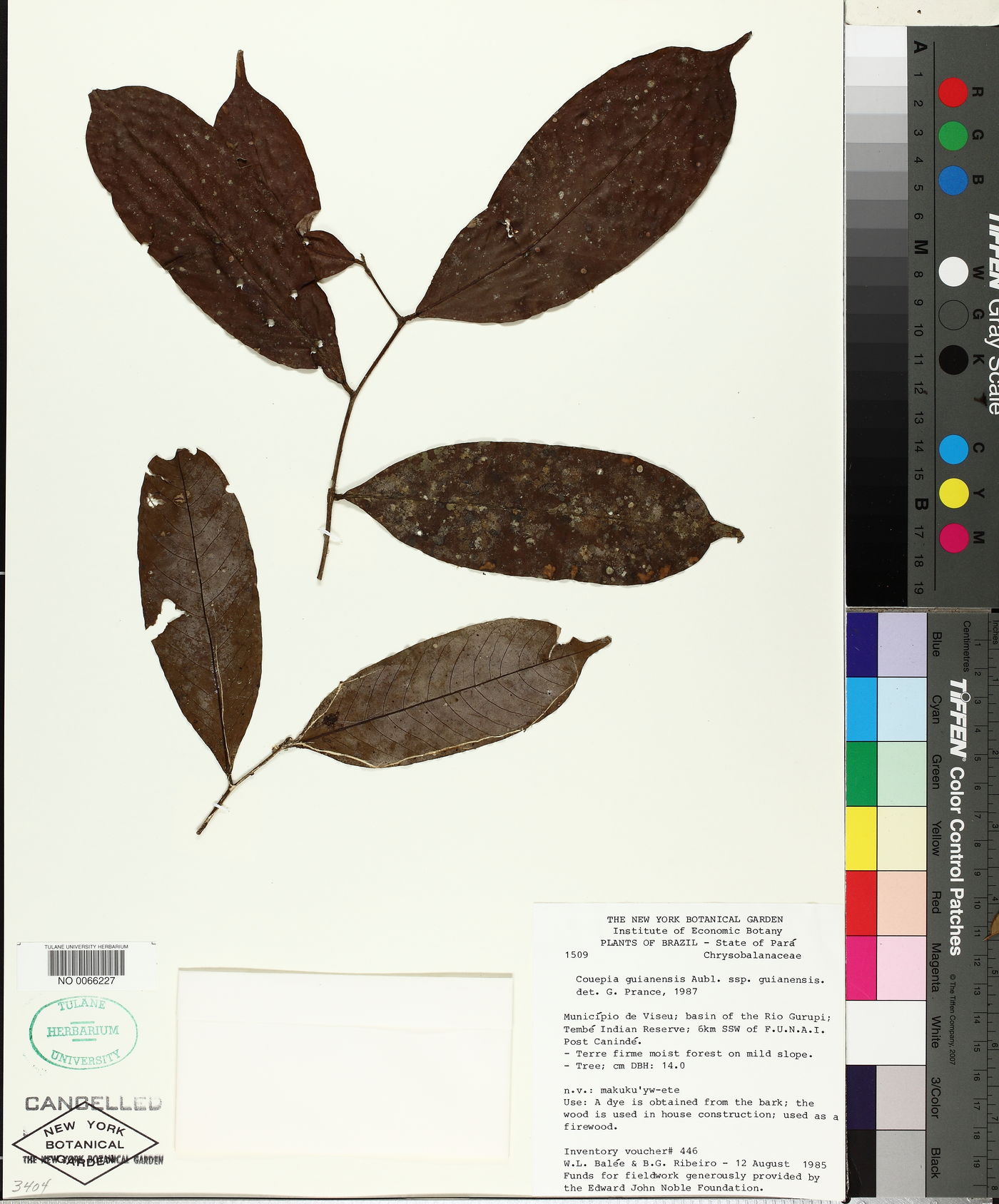 Couepia guianensis image
