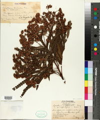 Lyonothamnus floribundus var. asplenifolius image