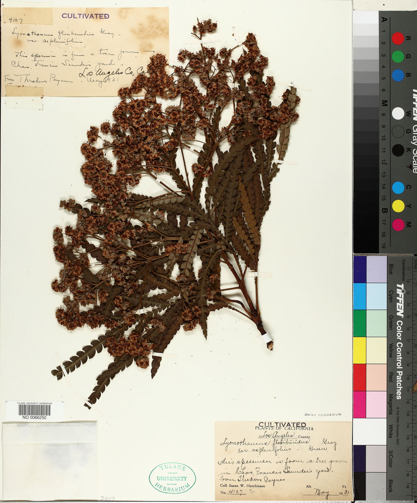 Lyonothamnus image