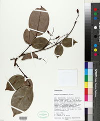 Image of Rourea surinamensis