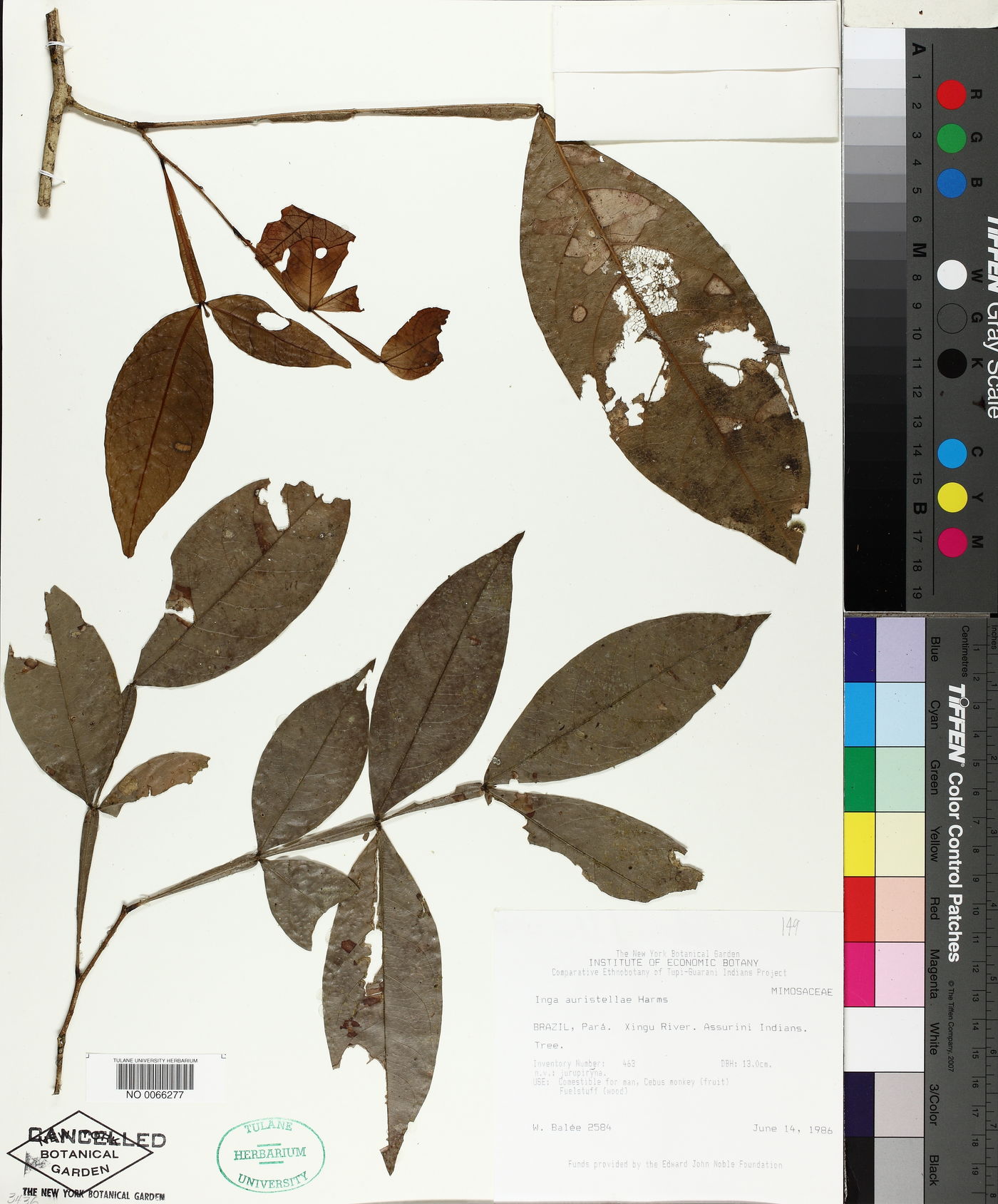 Inga auristellae image