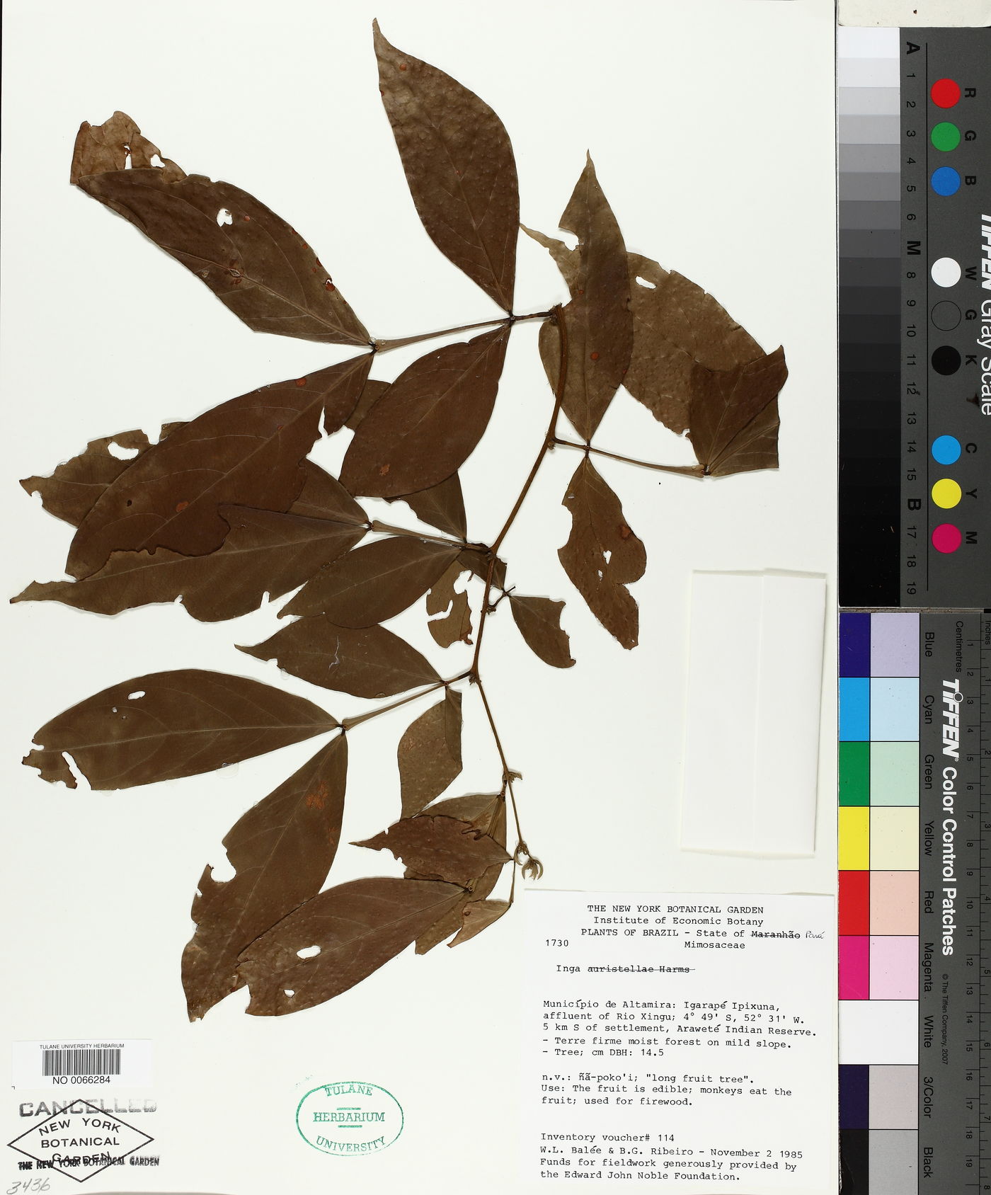 Inga auristellae image