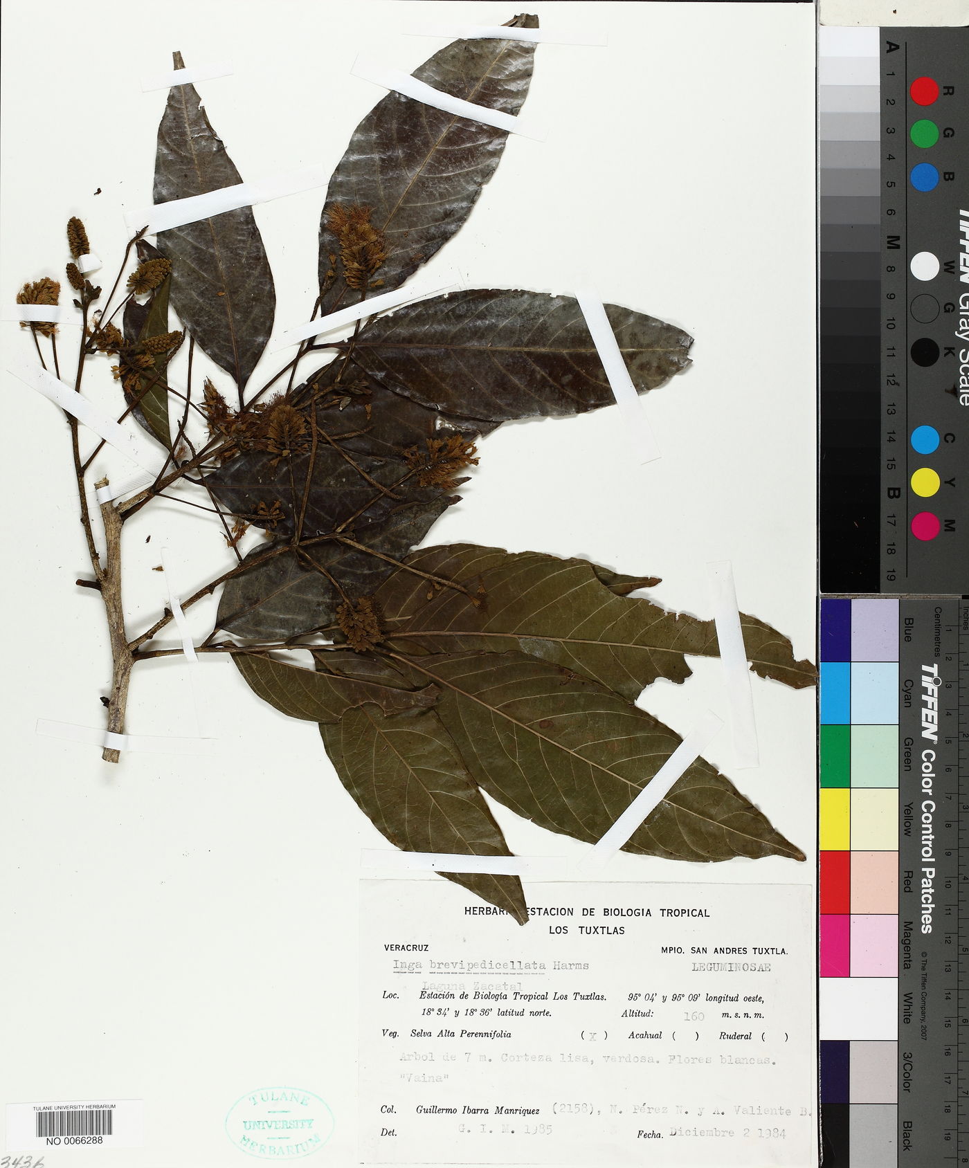 Inga brevipedicellata image