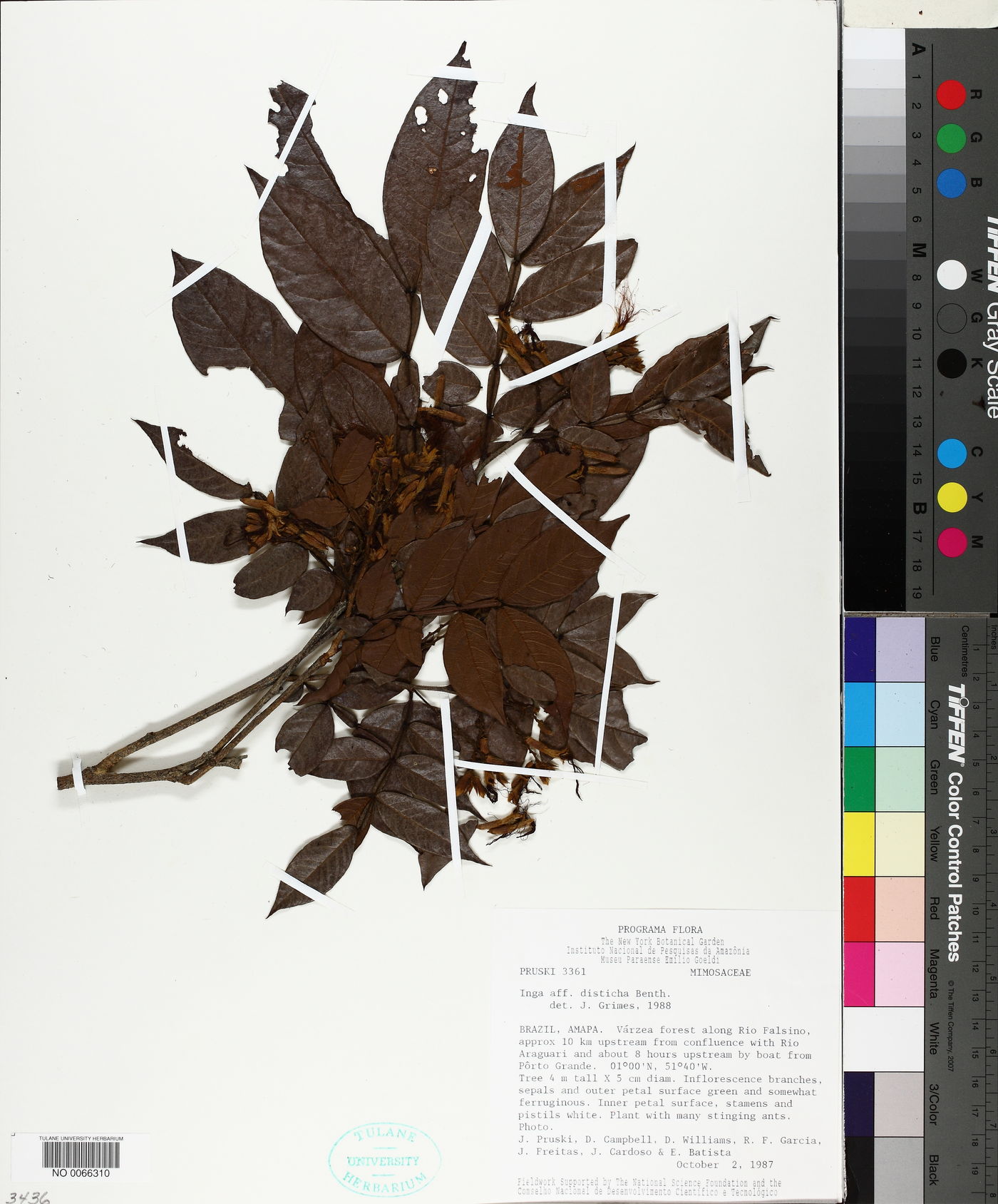 Inga disticha image
