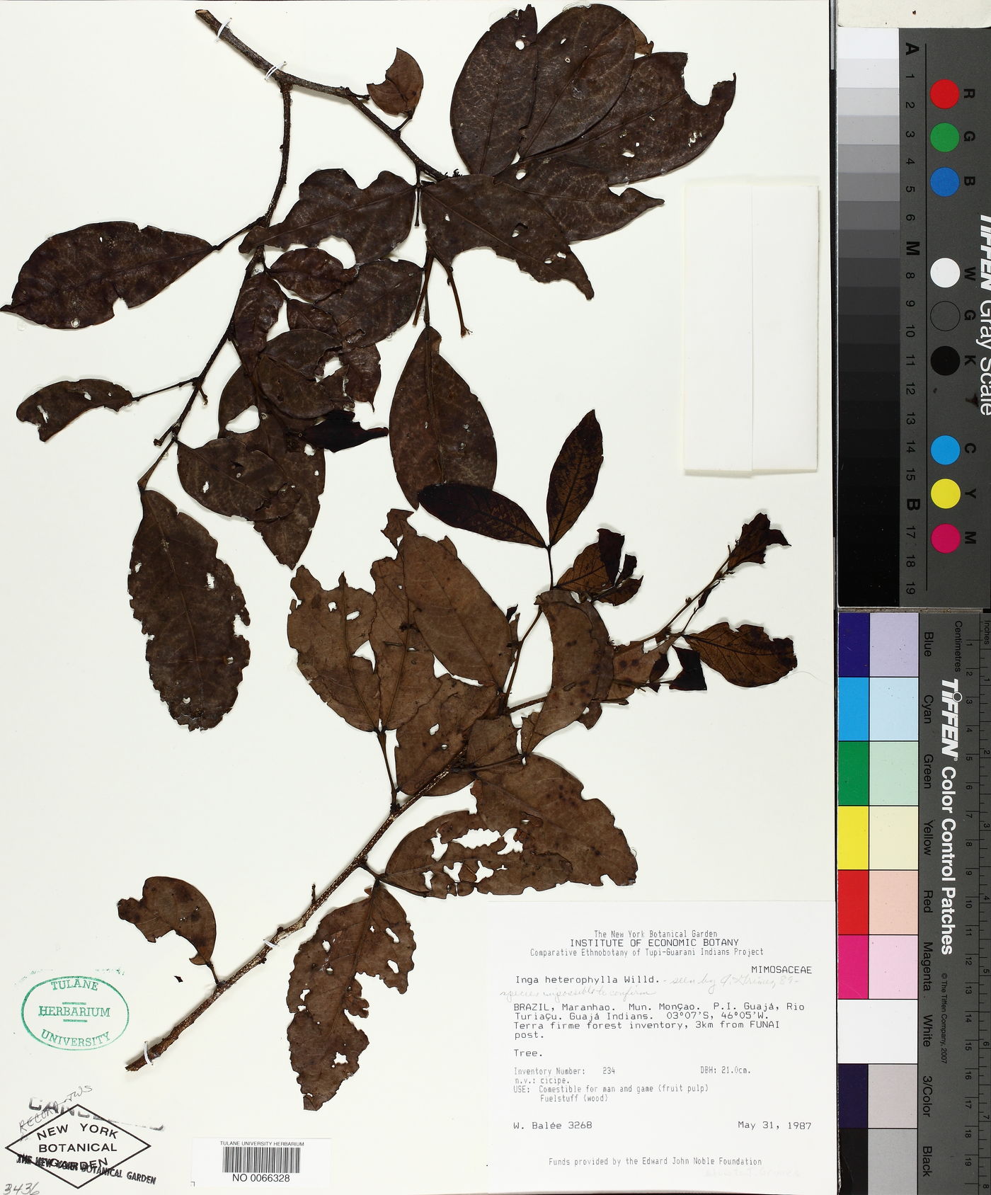 Inga heterophylla image