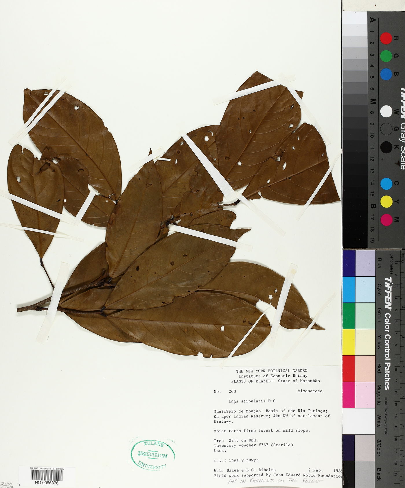 Inga stipularis image