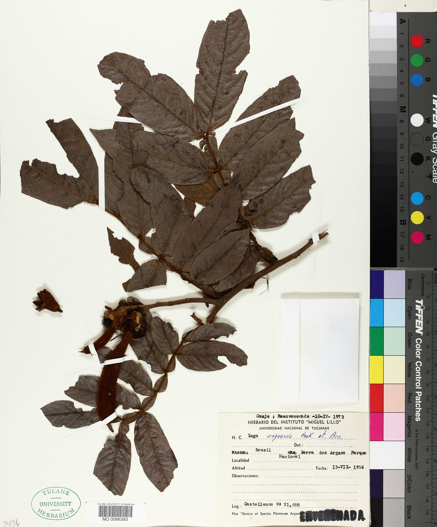 Inga uruguensis image