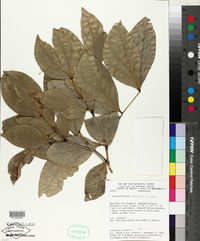 Zygia latifolia image