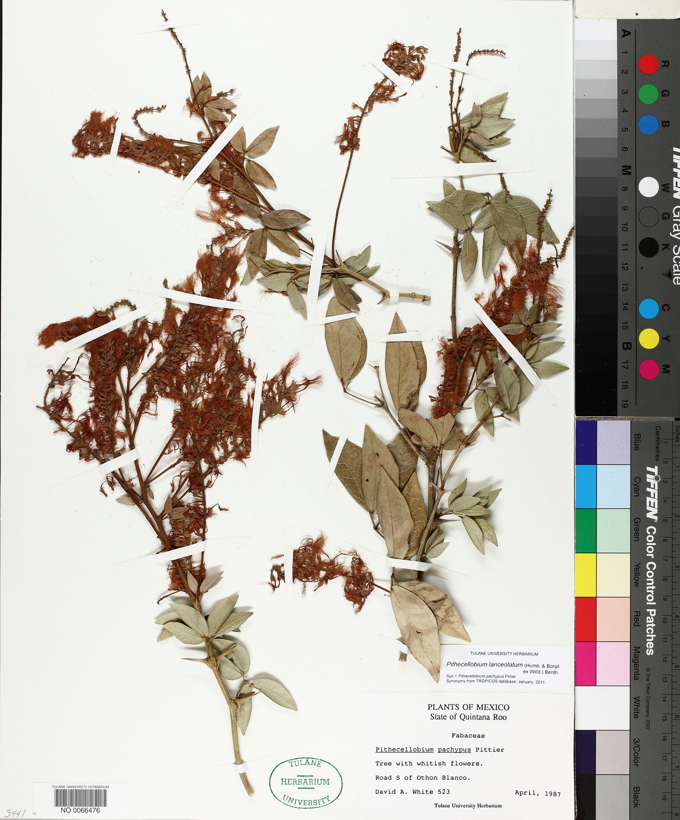 Pithecellobium lanceolatum image