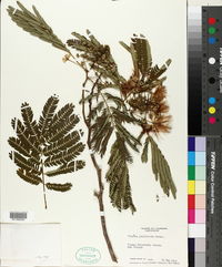 Albizia julibrissin image