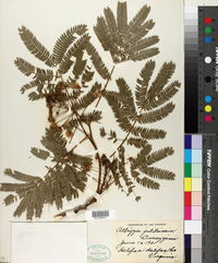 Albizia julibrissin image