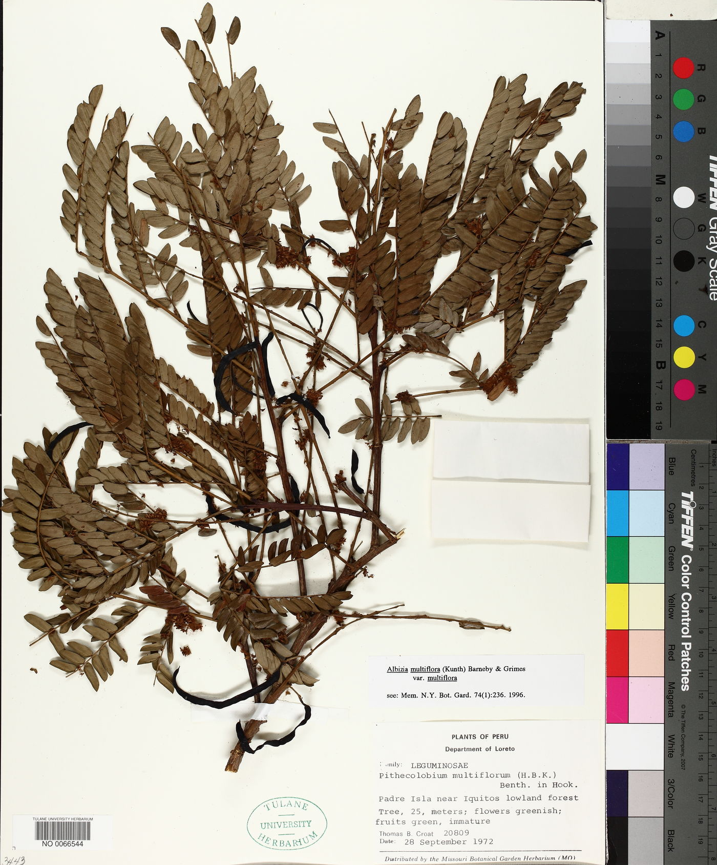 Albizia multiflora image