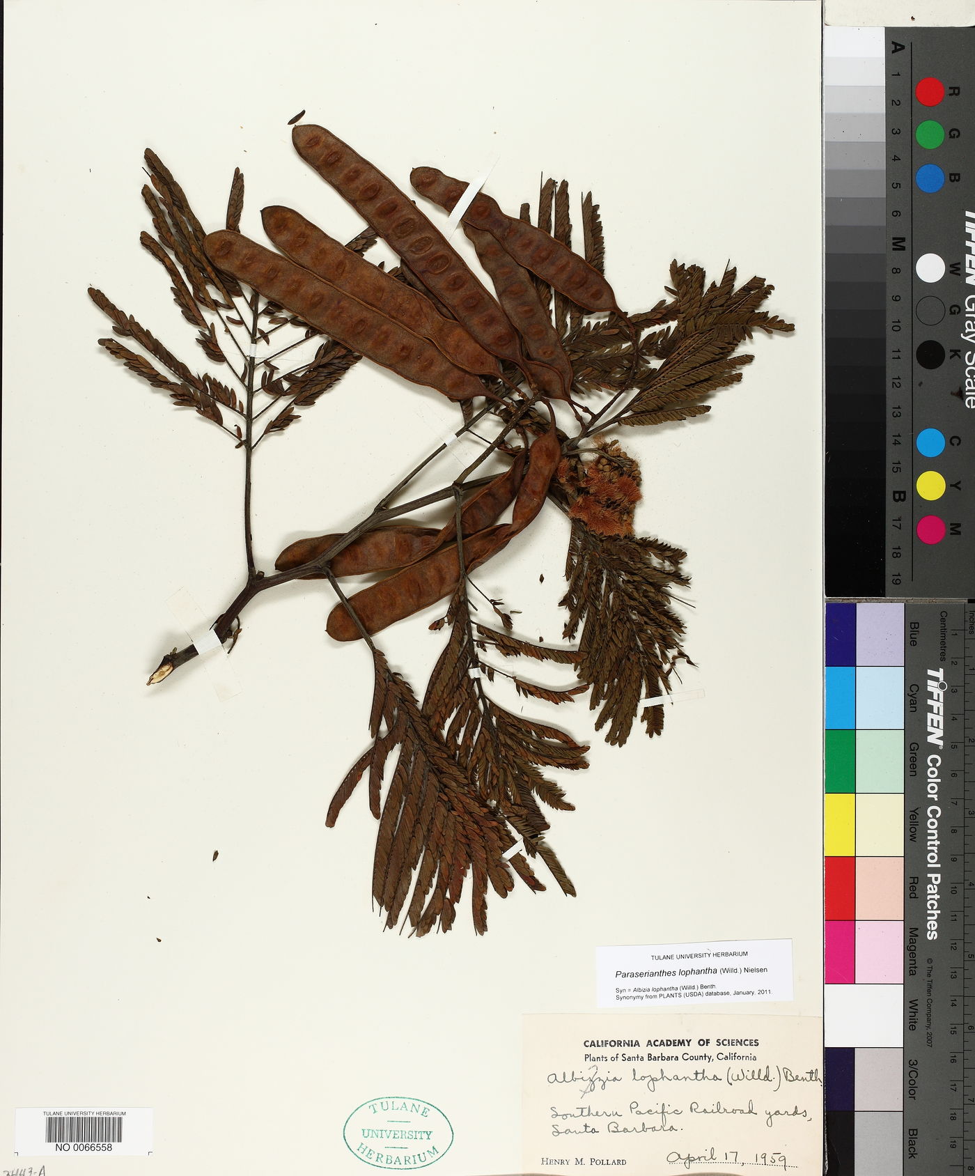 Paraserianthes lophantha image