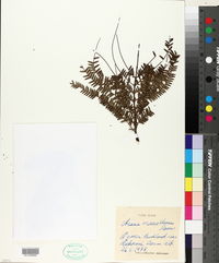 Image of Acacia macrostachya