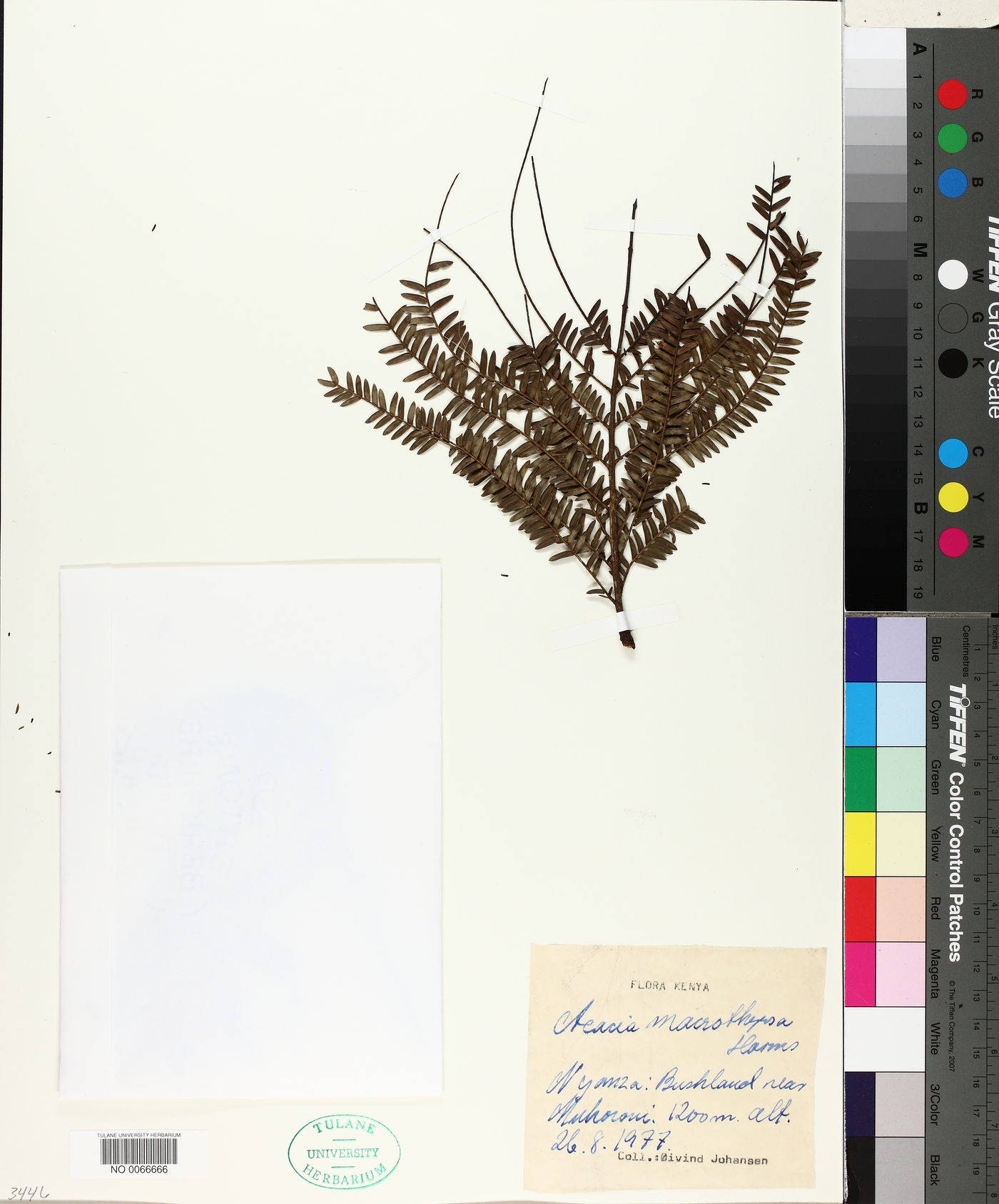 Acacia macrostachya image